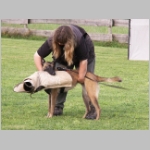 Ginger... der ist mir.JPG